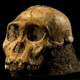 Illustration for article titled Why Australopithecus sediba could rewrite our evolutionary history